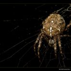 Gartenkreuzspinne (Araneus diadematus)