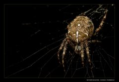 Gartenkreuzspinne (Araneus diadematus)