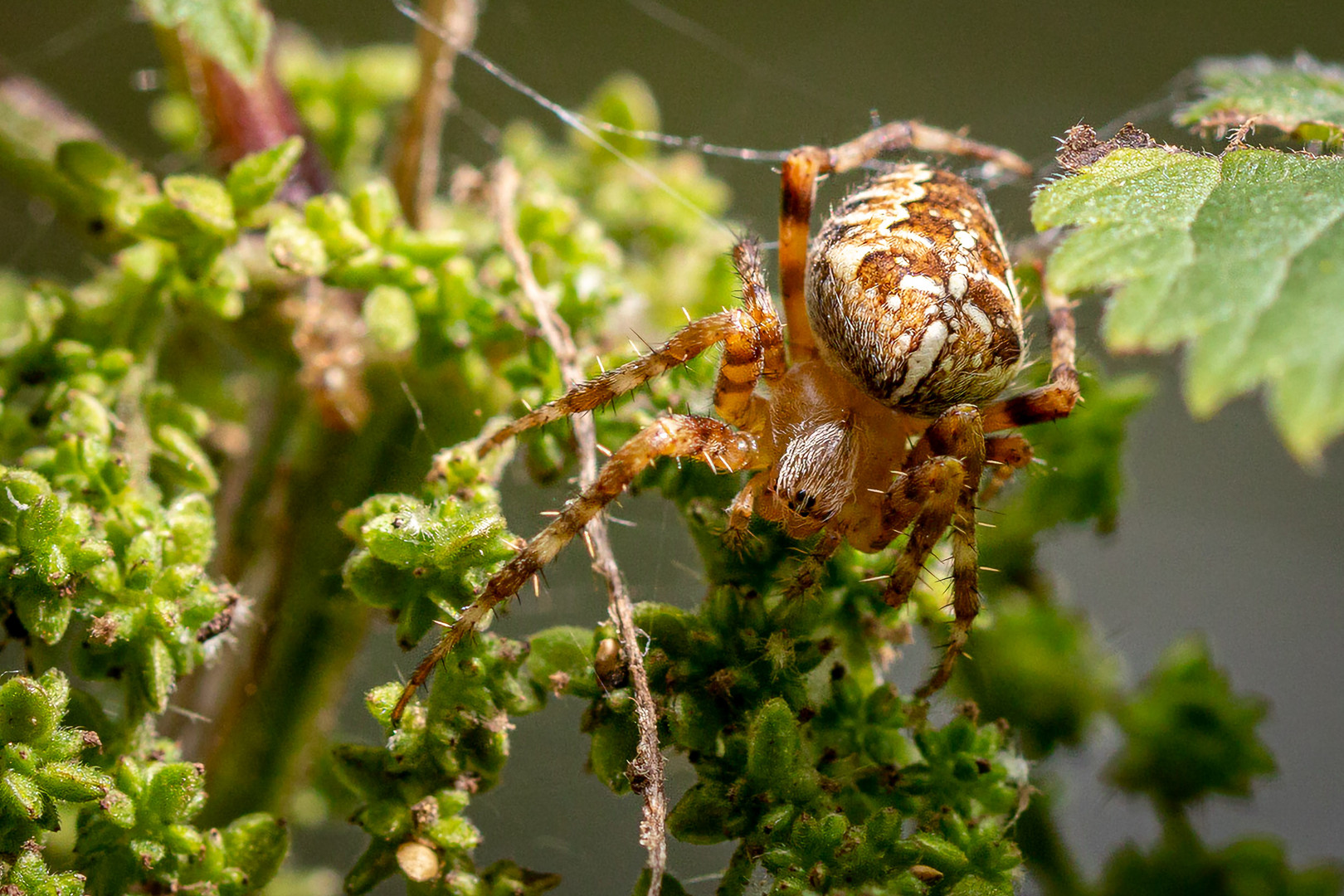 Gartenkreuzspinne Araneus diadematus