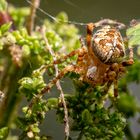 Gartenkreuzspinne Araneus diadematus