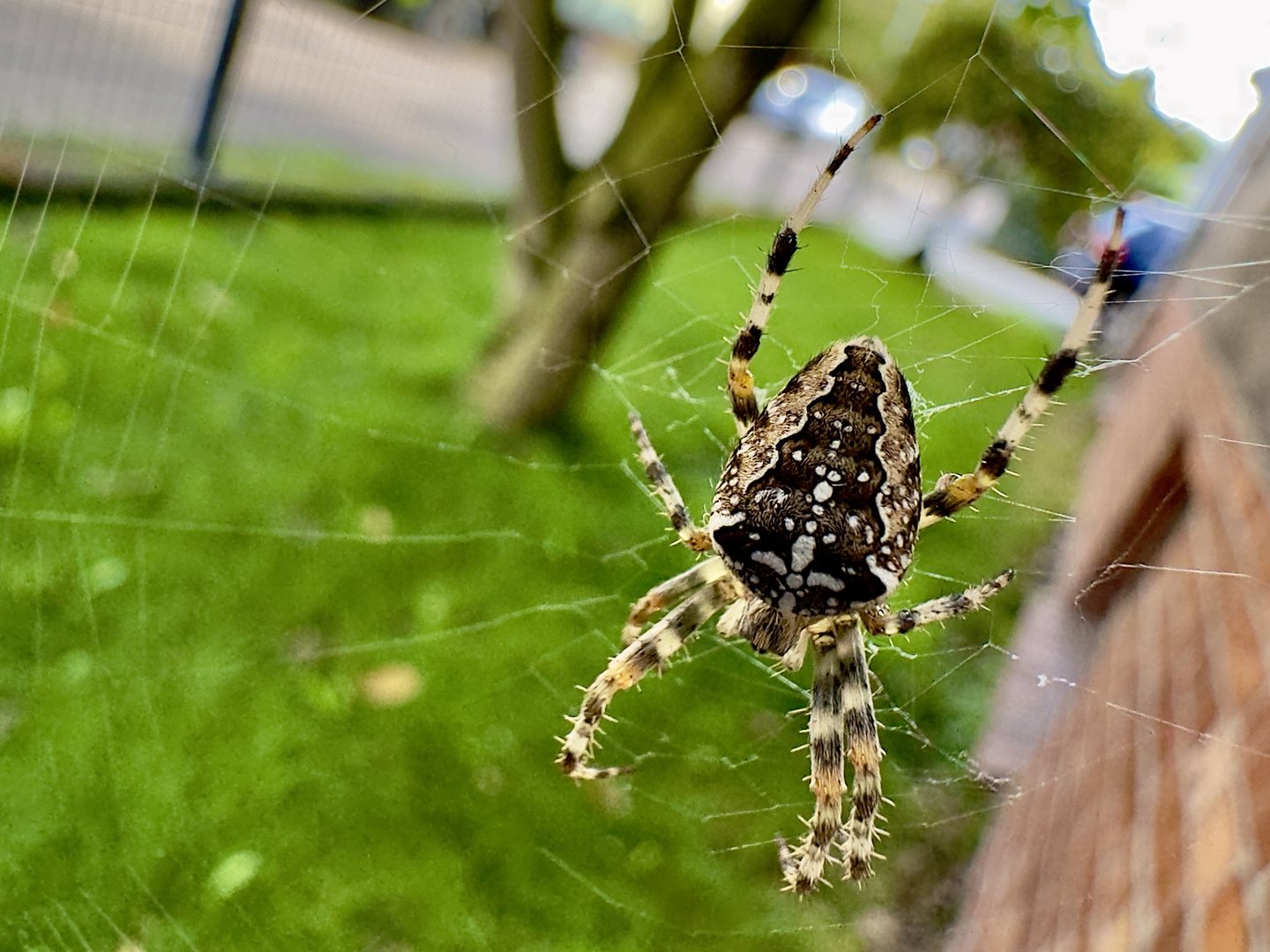 Gartenkreuzspinne - Araneus diadematus