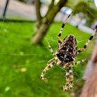 Gartenkreuzspinne - Araneus diadematus