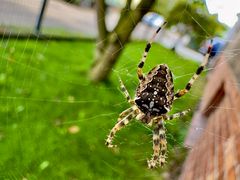 Gartenkreuzspinne - Araneus diadematus