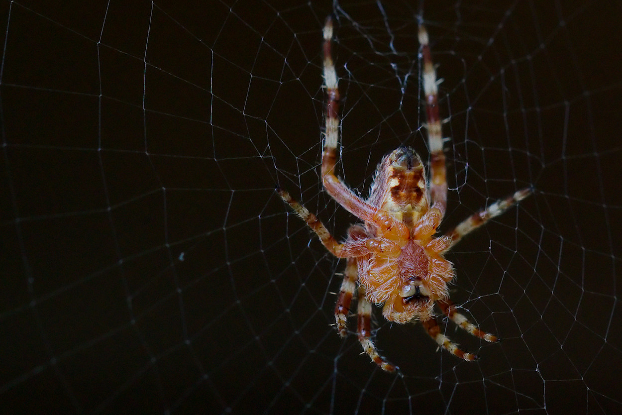 Gartenkreuzspinne (Araneus diadematus)