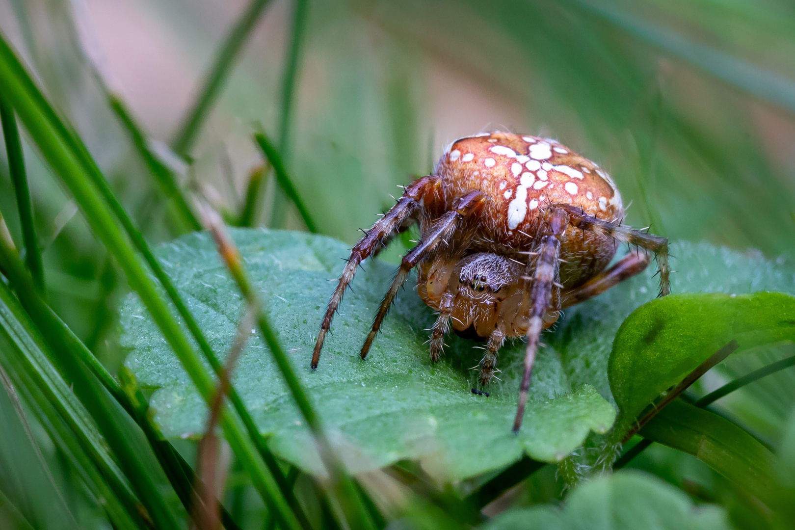 Gartenkreuzspinne ( Araneus diadematus)