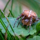 Gartenkreuzspinne ( Araneus diadematus)