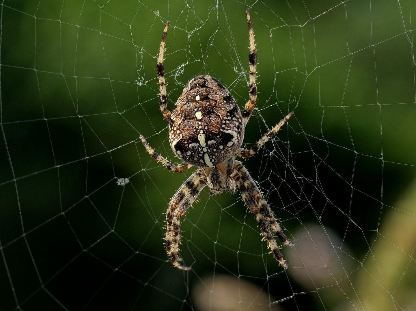 Gartenkreuzspinne (Araneus diadematus)