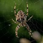 Gartenkreuzspinne (Araneus diadematus)