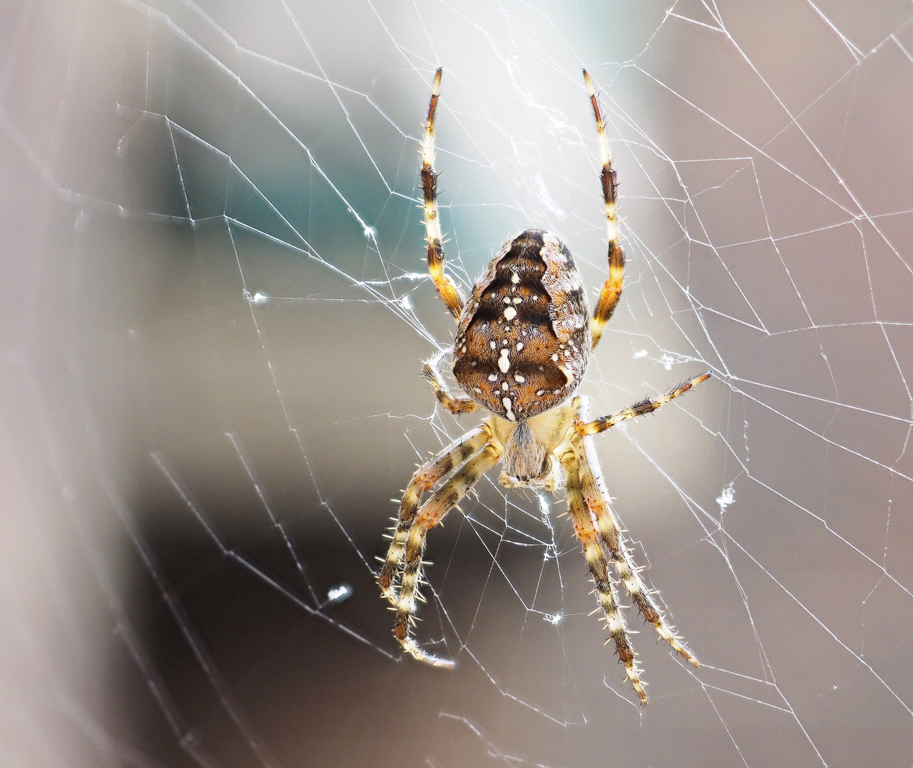 Gartenkreuzspinne (Araneus diadematus) Foto & Bild tiere, wildlife