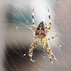 Gartenkreuzspinne (Araneus diadematus)