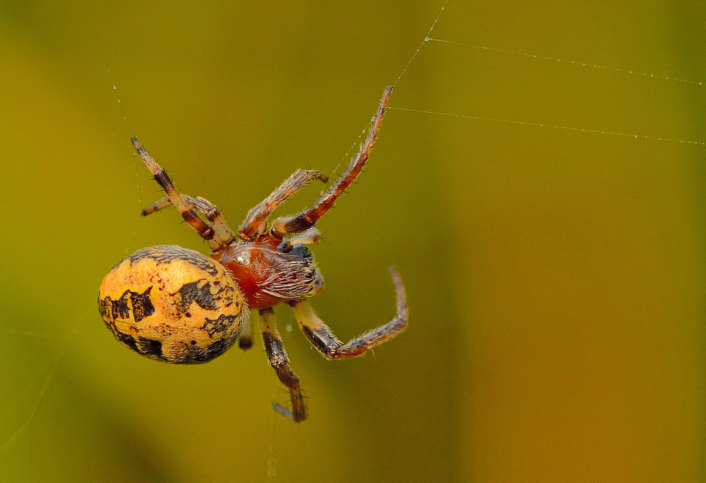 Gartenkreuzspinne (Araneus diadematus) Foto & Bild tiere, wildlife