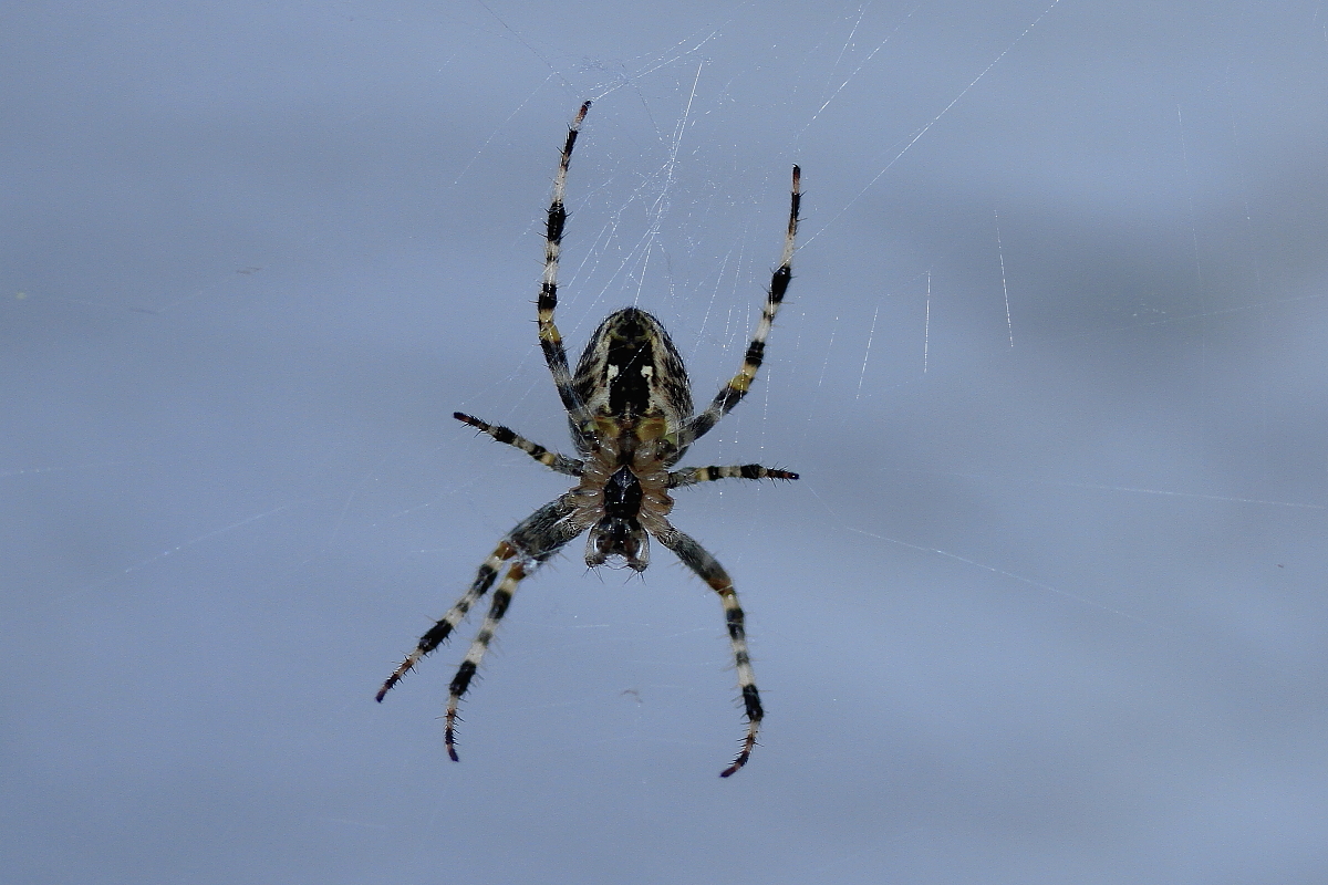 Gartenkreuzspinne (Araneus diadematus)