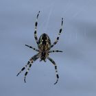 Gartenkreuzspinne (Araneus diadematus)