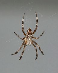 Gartenkreuzspinne (Araneus diadematus)