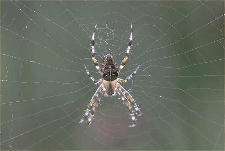 Gartenkreuzspinne (Araneus diadematus)