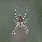 Gartenkreuzspinne (Araneus diadematus)