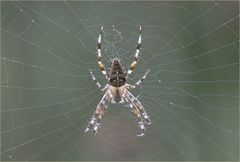 Gartenkreuzspinne (Araneus diadematus)