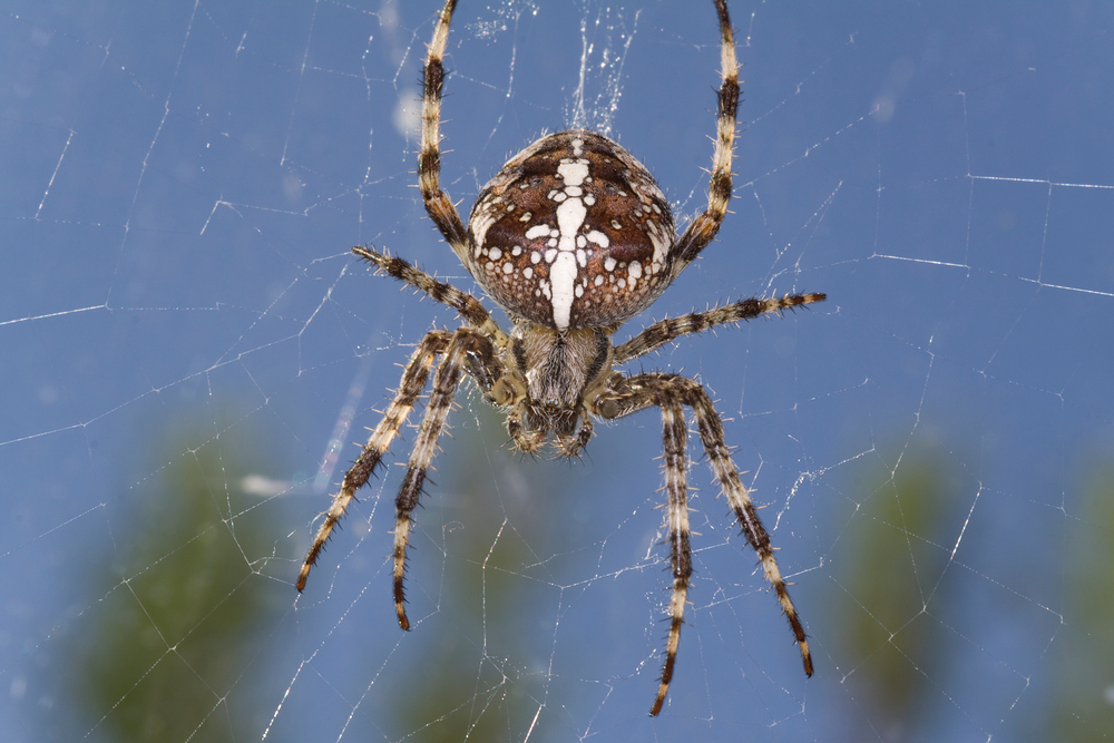 Gartenkreuzspinne (Araneus diadematus)