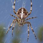 Gartenkreuzspinne (Araneus diadematus)