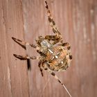  Gartenkreuzspinne (Araneus diadematus)