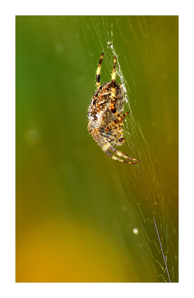 Gartenkreuzspinne (Araneus diadematus)