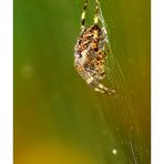 Gartenkreuzspinne (Araneus diadematus)