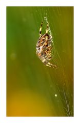 Gartenkreuzspinne (Araneus diadematus)