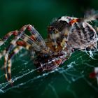 Gartenkreuzspinne (Araneus diadematus)