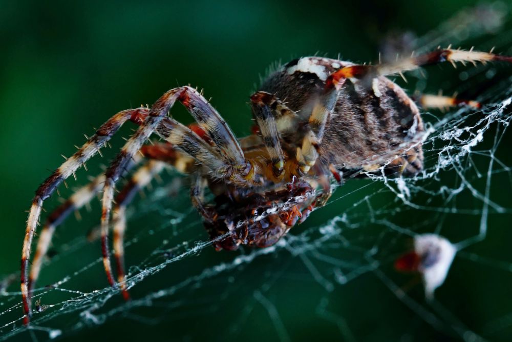 Gartenkreuzspinne (Araneus diadematus)