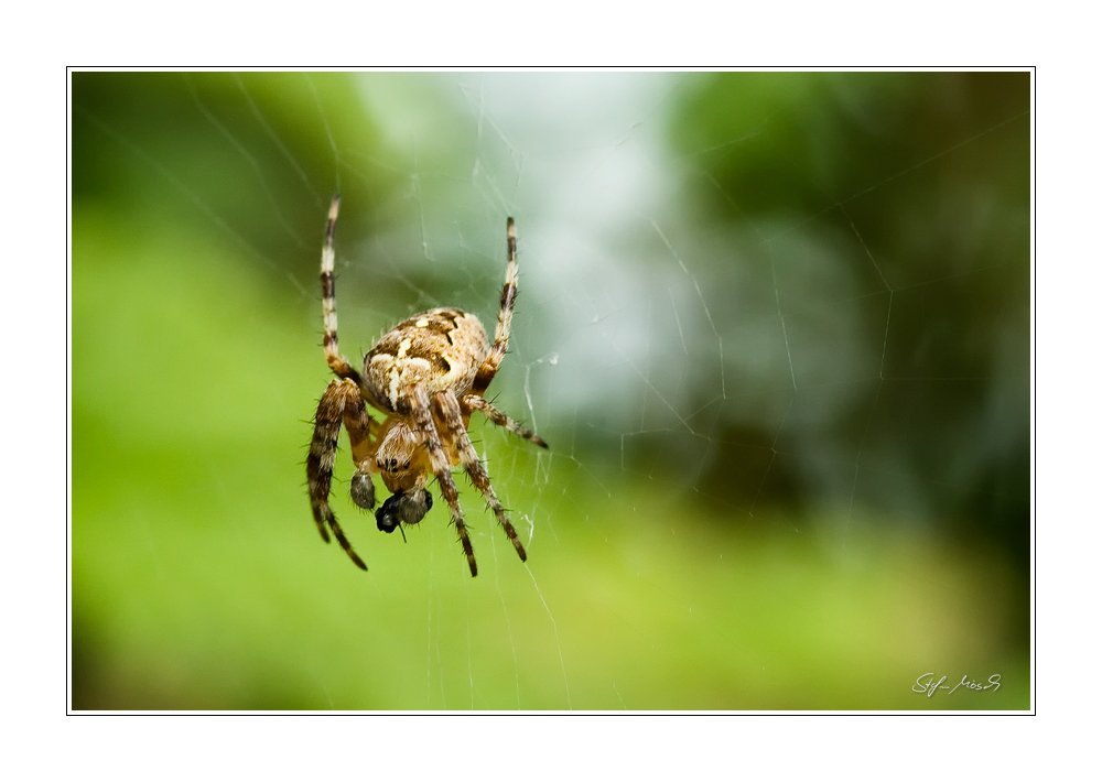 Gartenkreuzspinne (Araneus diadematus)