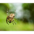 Gartenkreuzspinne (Araneus diadematus)