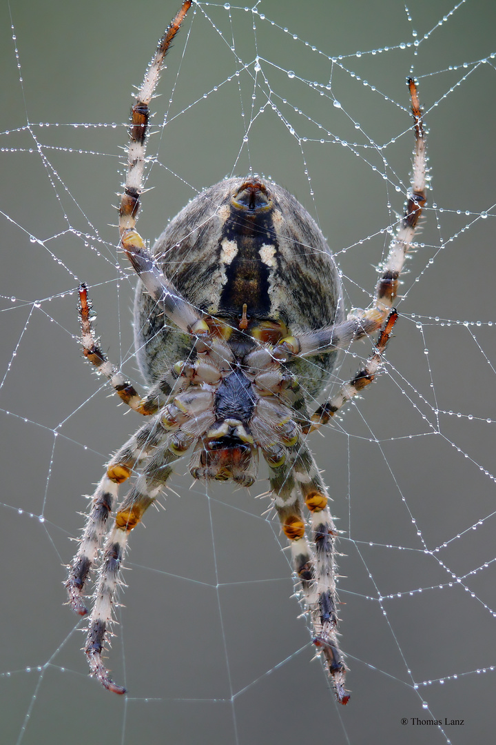 Gartenkreuzspinne (Araneus diadematus)