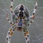 Gartenkreuzspinne (Araneus diadematus)