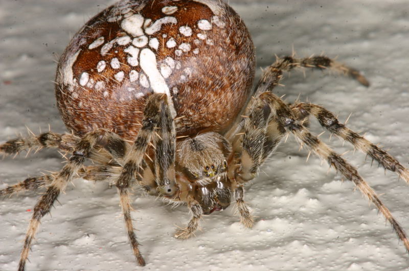 Gartenkreuzspinne (Araneus diadematus)