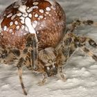 Gartenkreuzspinne (Araneus diadematus)