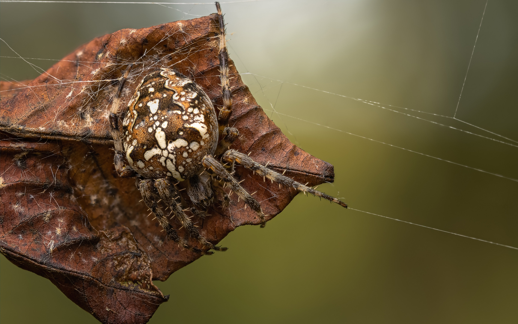 Gartenkreuzspinne (Araneus diadematus)