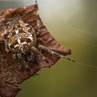 Gartenkreuzspinne (Araneus diadematus)