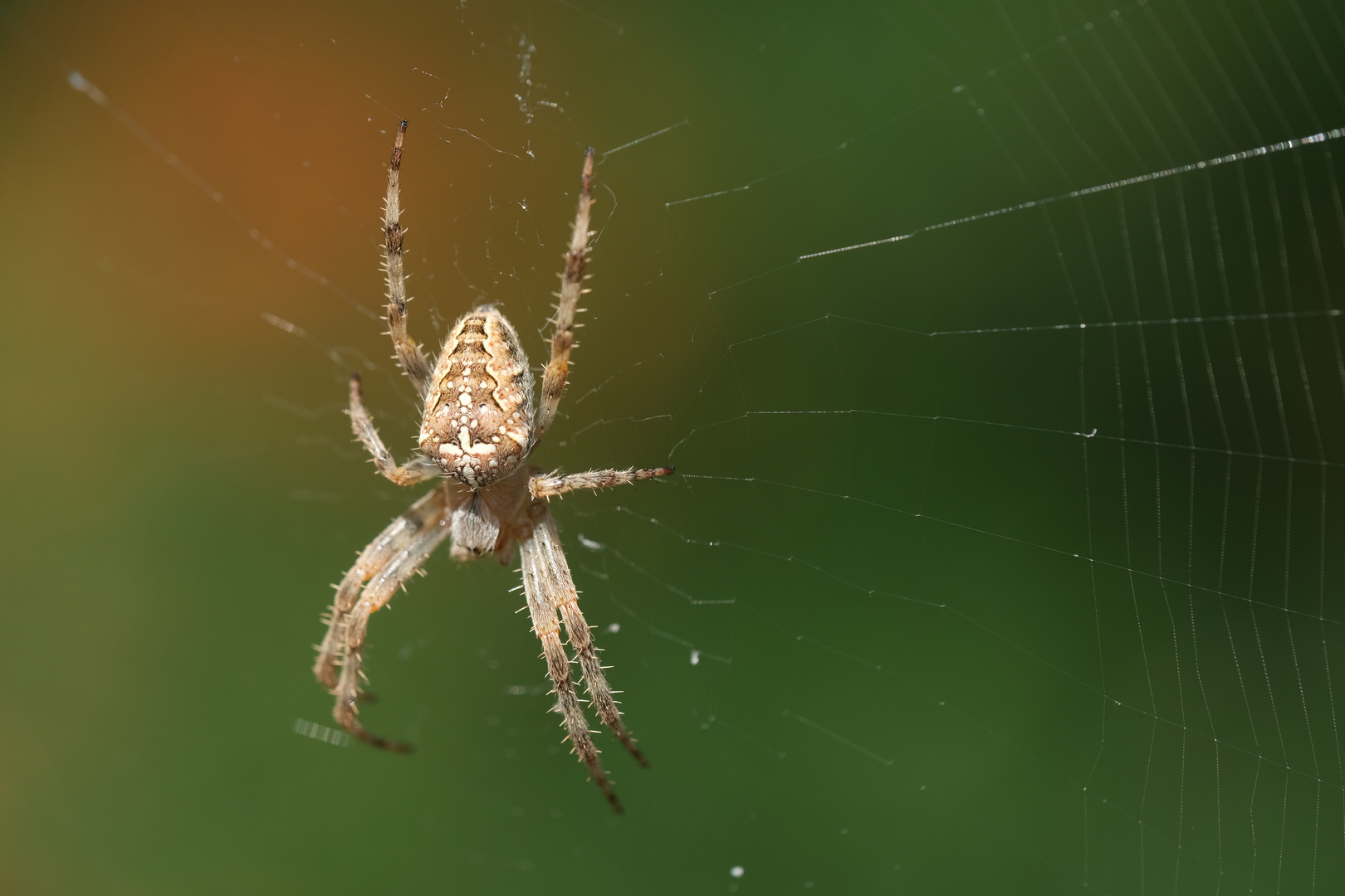 Gartenkreuzspinne (Araneus diadematus)