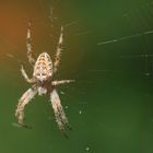 Gartenkreuzspinne (Araneus diadematus)