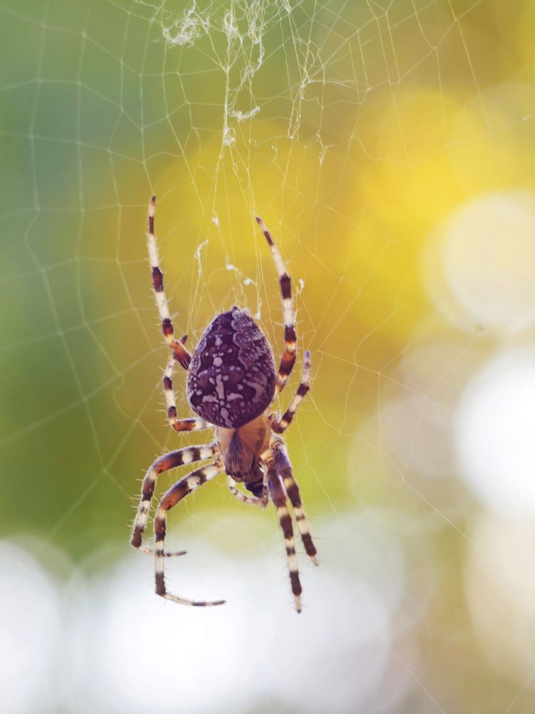 Gartenkreuzspinne (Araneus diadematus)