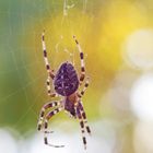 Gartenkreuzspinne (Araneus diadematus)