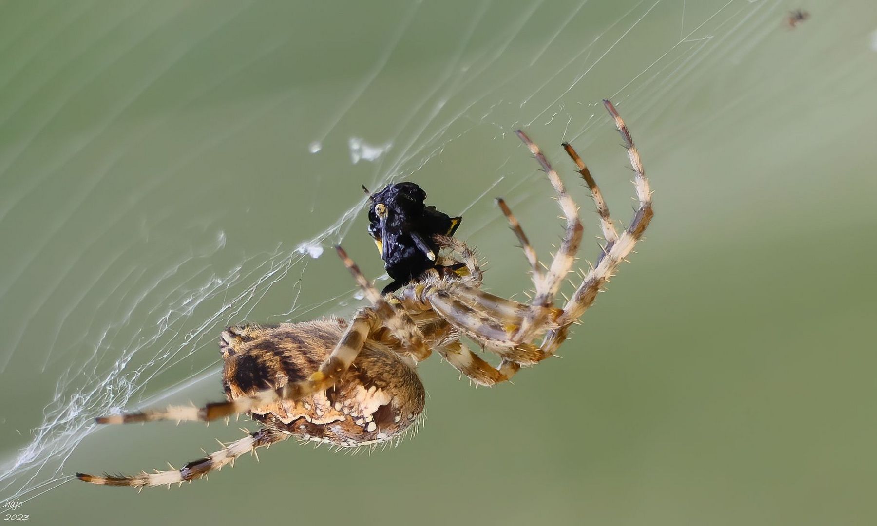 * Gartenkreuzspinne (Araneus diadematus) *