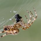 * Gartenkreuzspinne (Araneus diadematus) *