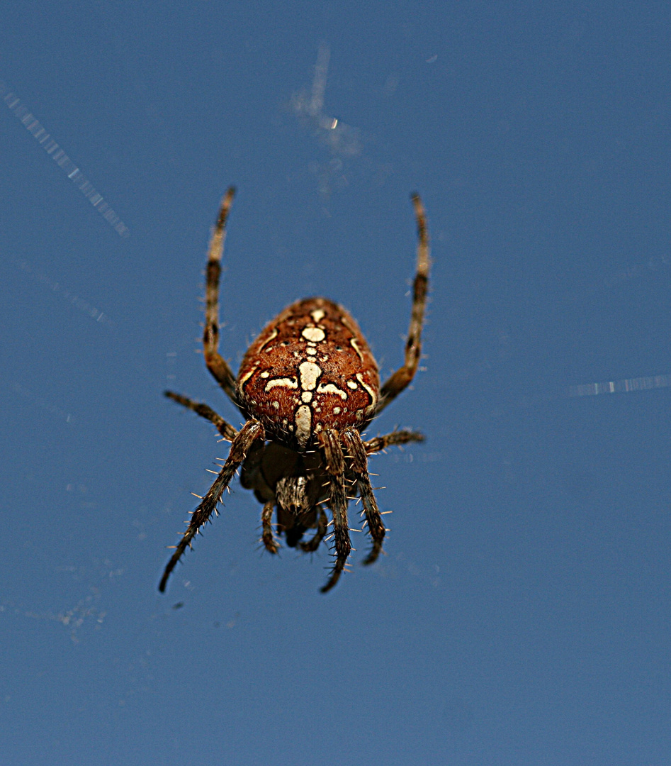 Gartenkreuzspinne (Araneus diadematus) !!