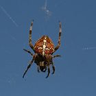 Gartenkreuzspinne (Araneus diadematus) !!