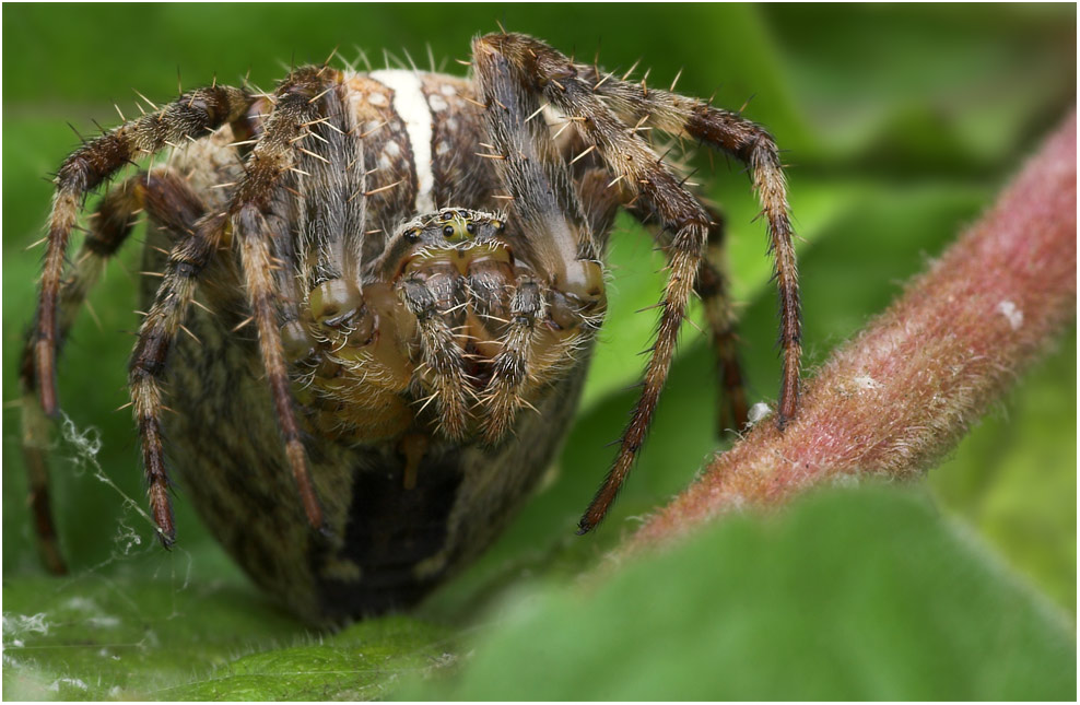 Gartenkreuzspinne - Araneus diadematus -