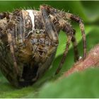 Gartenkreuzspinne - Araneus diadematus -