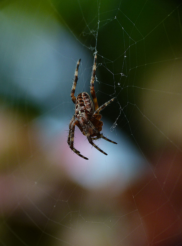 Gartenkreuzspinne (Araneus diadematus)