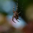 Gartenkreuzspinne (Araneus diadematus)