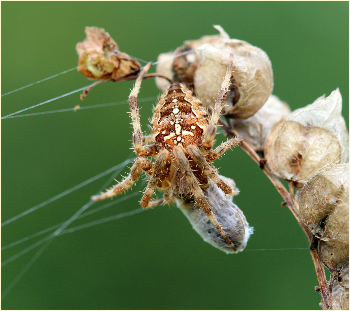 Gartenkreuzspinne (Araneus diadematus)...